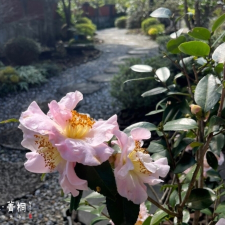 2月茶花